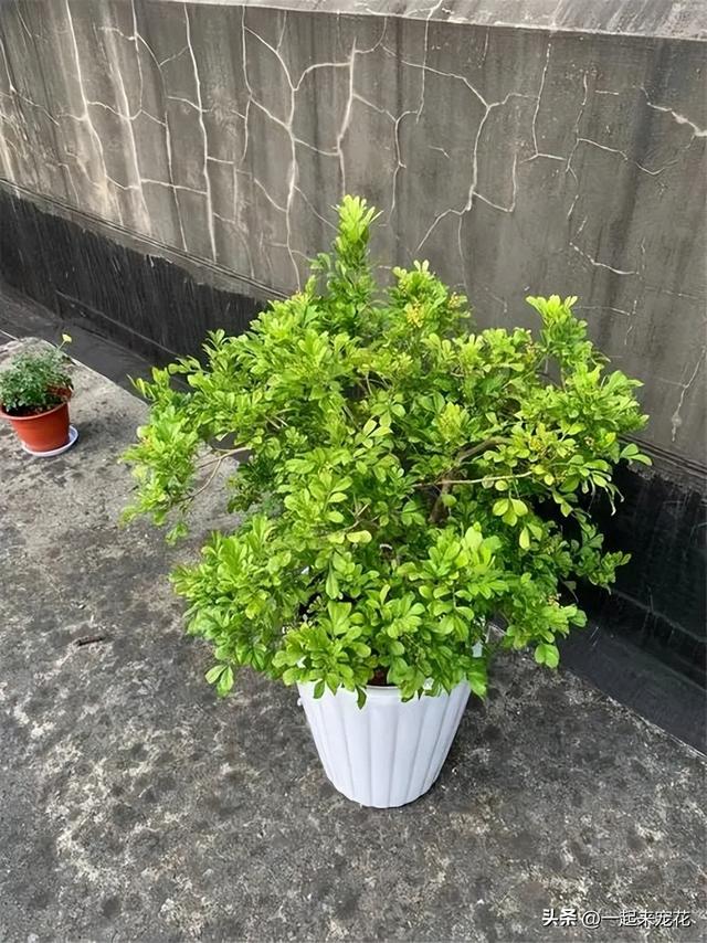 适合居家种植的4种花，每一种都清新有格调，还能改善睡眠质量