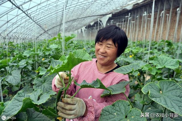 秋季大棚温室管理要全面！棚内瓜果蔬菜要高产，以下7点很关键