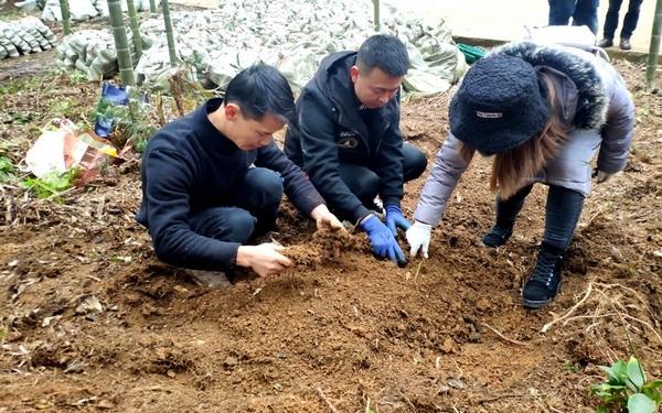 清镇：4000亩林下仿野生红托竹荪种植项目启动