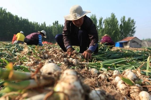 明年大蒜行情如何？农民们能否继续种植大蒜？