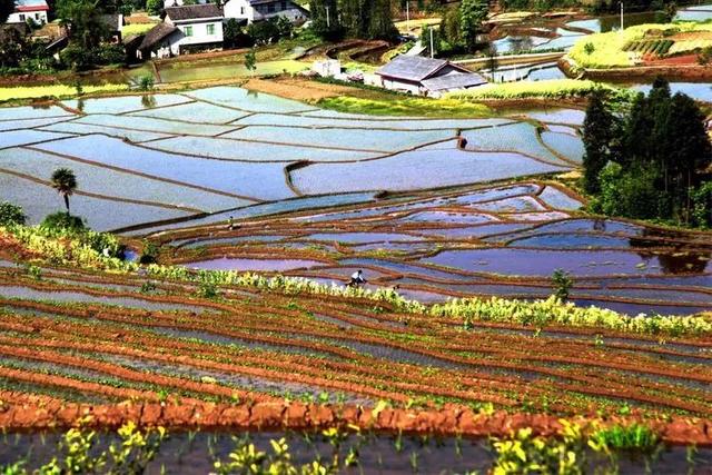 成都户外：走，去距离成都超近的3000亩梯田，休闲徒步摘野菜