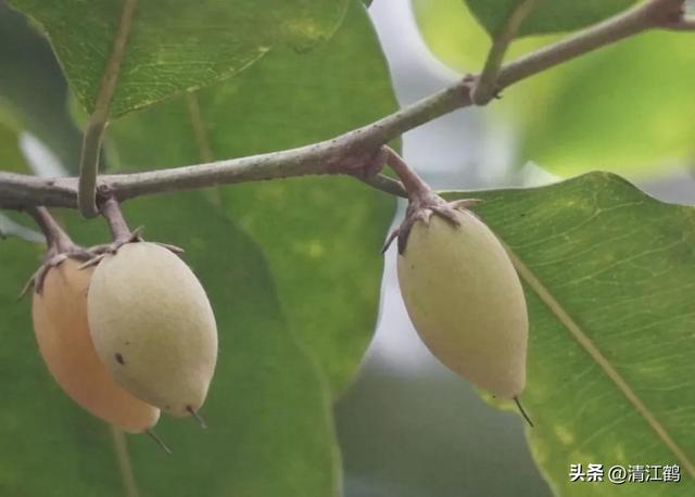 人称“牛奶树”，每株树可产奶3~4升，种一棵树可足够一家人饮用