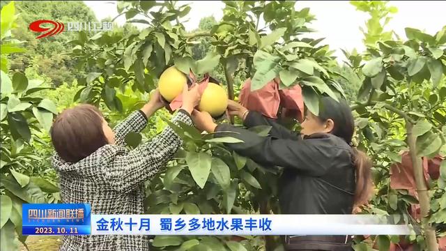 四川新闻联播丨金秋十月 蜀乡多地水果丰收