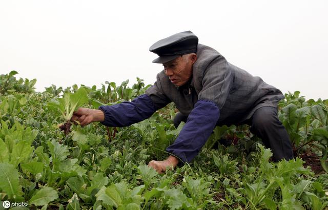 很多农民搞种植为什么就是赚不到大钱？兰花等种植如何快速变现？