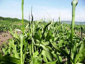 旱半夏小拱种植技术(贵州地产半夏生物学特性及人工栽培技术)