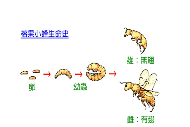 奶茶中的“爱玉”究竟是什么？