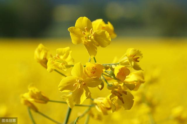 立秋之后，北方地区菜园子，可以种植这些蔬菜