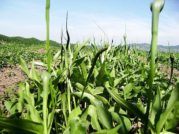 贵州地产半夏生物学特性及人工栽培技术