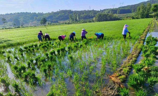 谷城：种植石菖蒲 致富好“钱景”