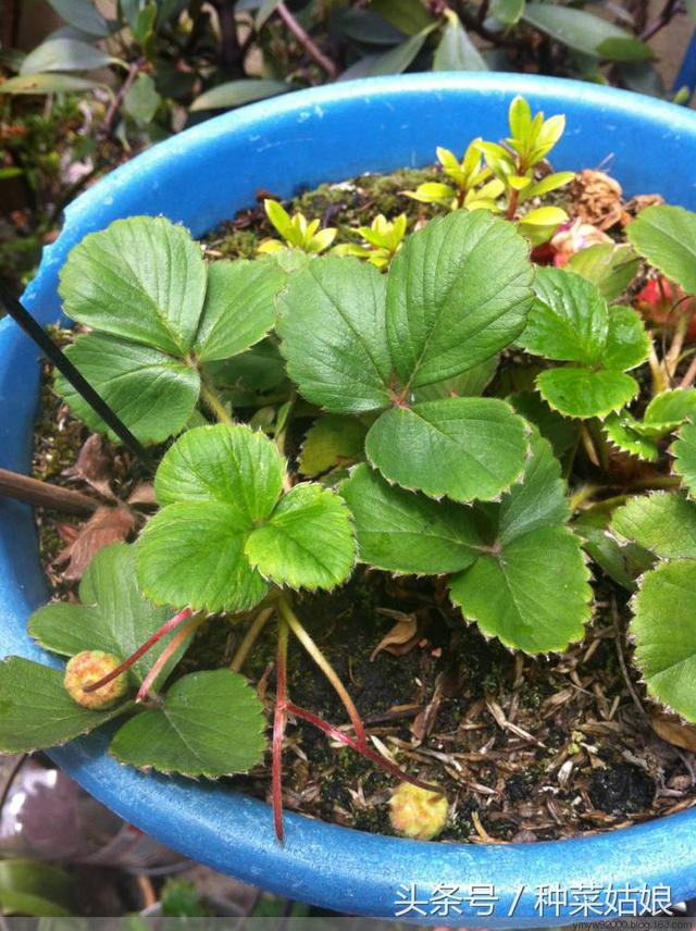 家庭种植草莓这样管，元旦春节时草莓长得好结得多