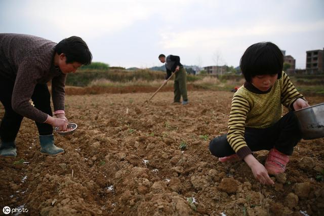 今年种植花生，这些内容要记清！什么时候？怎么种？全有了！