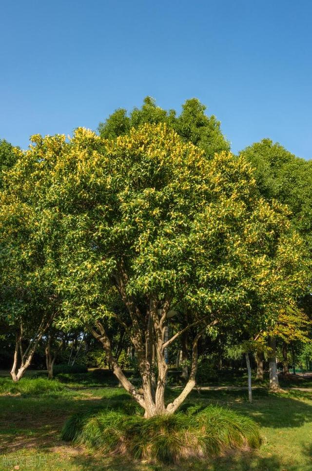 家有院子，一定要养这些树，夏天可以遮阴纳凉