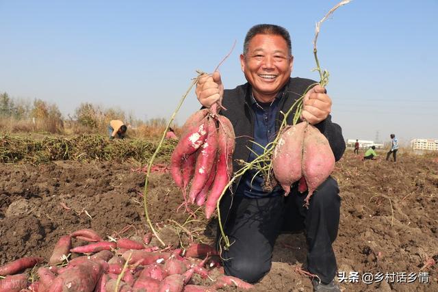 现在是时候给红薯和花生追肥了，巧妙施肥，增产30%以上