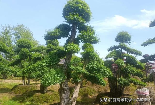 庭院常用高档植物—小叶女贞