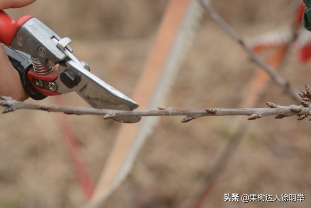 种植大樱桃的你无论折腾什么树形，这些方法学会才能出彩有亮点