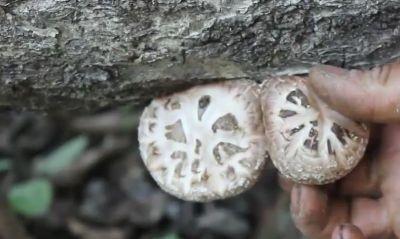 椴木香菇种植，采摘期要把握住3个节点2个注意，才能质量好收益高