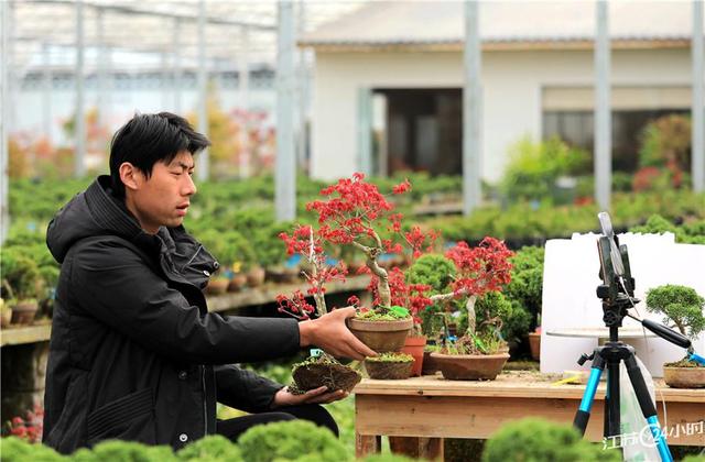 江苏24小时·滚动推送｜太仓市：气雾立体栽培芹菜一年收7茬 亩产5500公斤