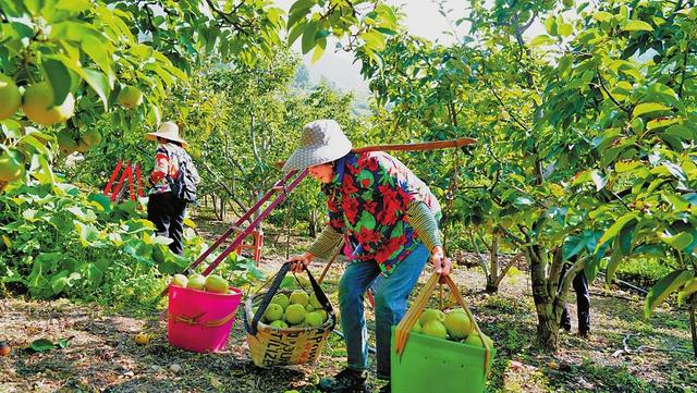 【乡村行 看振兴】宾川县金牛镇打造山区特色水果品牌——“一村一品” 梨子飘香产业兴旺