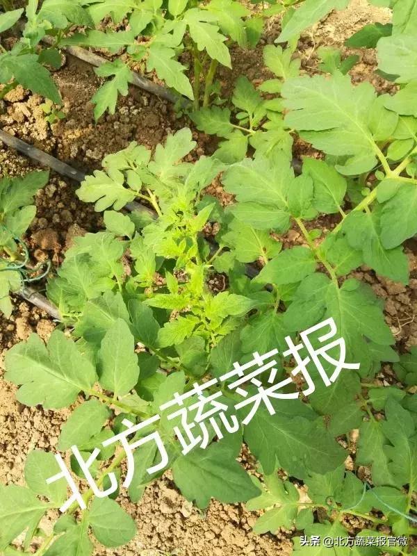 「管理」越夏西红柿怎么管？