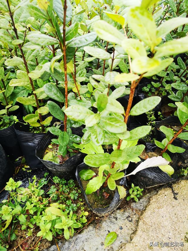 三种适合阳台庭院种植的果树香水柠檬、菲油果、脆皮金桔