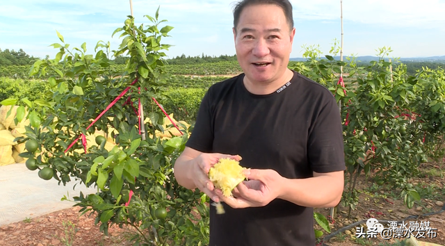 溧水石头山种出“金果子”！ 秘诀竟是......