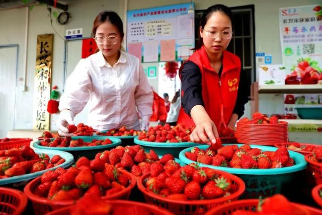 父女联手，草莓种出科技味