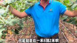 家里葡萄种植时间(红提葡萄栽种时间晚用主杆挂果有什么优点？#红提葡萄种植)