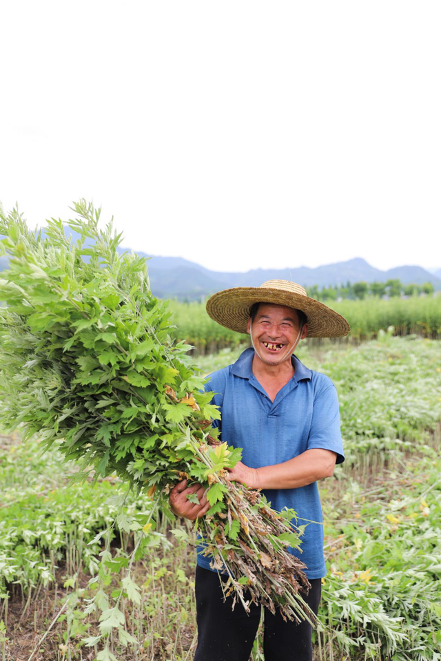 ‘艾'在端午·蕲春县艾草全网发售仪式顺利举行