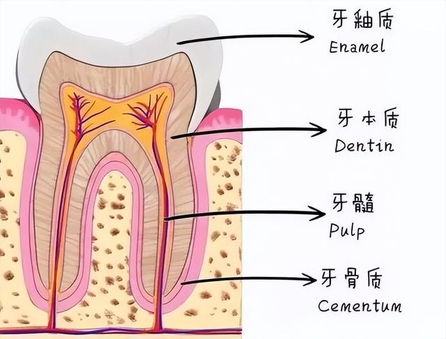 为什么看牙需要拍牙片？拍片辐射剂量大吗？