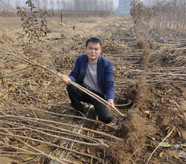 黄果樱桃中的贵族品种‘辉煌1-5樱桃苗’种植应该注意哪些事项