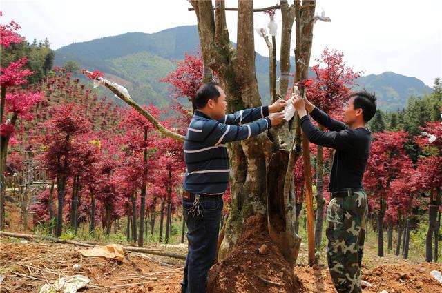 桂林：中国梦追梦人｜种植红枫闯出致富路的陈立桥