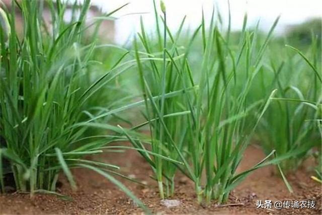 韭菜保护地栽培技术，全套打包教给你，让你轻松学会种植