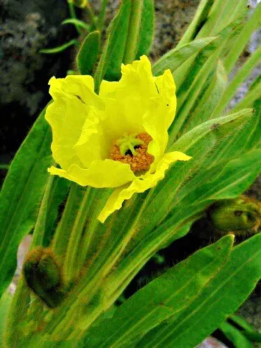 中国最美高山花卉～全缘叶绿绒蒿