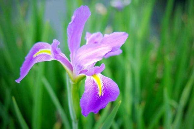 法国国花鸢尾花这样种植才显得出她的浪漫，鸢尾花种植技术送给你