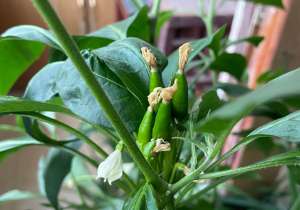 菜椒种植时间(一种“蔬菜”，在家就可以种，新鲜好吃，种起来没难度，美味养眼)