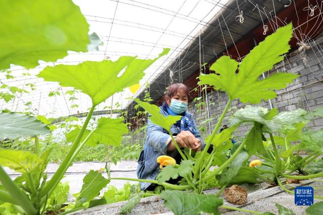 河北井陉：“冬闲不闲”种植大棚瓜果蔬菜助农增收