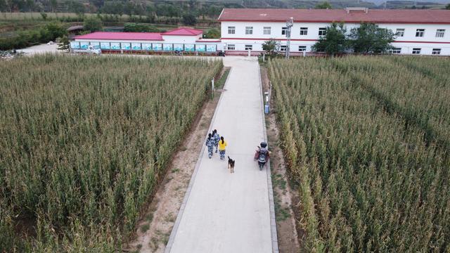 扎根山西旱地的研究生们：在北方山区种出樱桃和百香果