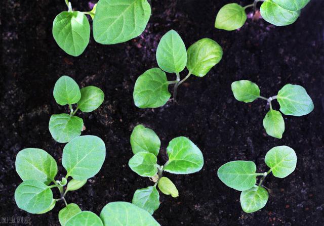 茄子种植要求深栽，这与农谚“茄子深了光掉蛋”的说法是否矛盾