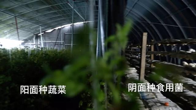 小伙建“高大上”五位一体全能大棚，种菜养猪零排放，猜挣多少钱