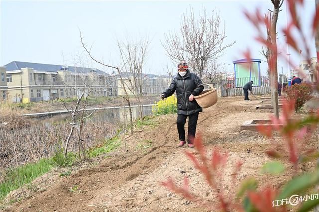 江苏24小时·滚动推送｜太仓市：气雾立体栽培芹菜一年收7茬 亩产5500公斤