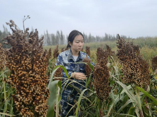 扎根山西旱地的研究生们：在北方山区种出樱桃和百香果