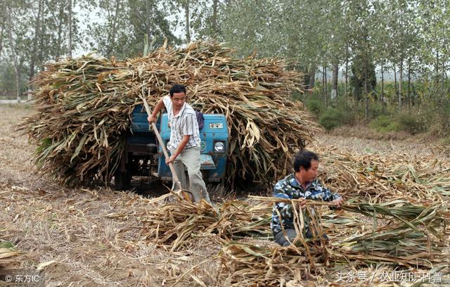 玉米秸、麦秸、果树枝条就连菌渣都可以作食用菌基质，7个配方！