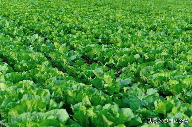 “立秋前后三四天、种植白菜莫迟延”，那移栽呢？又是什么时候