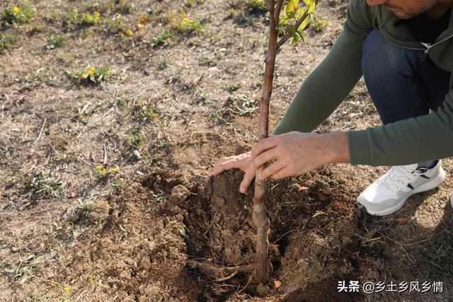 植树时埋土应该怎么做？记住口诀“三二一一”，根根树都能成活