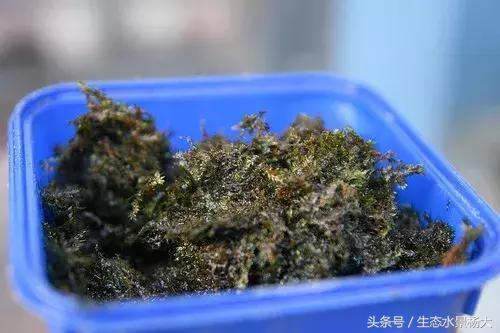 无水启动 让莫斯长得更均匀的方法