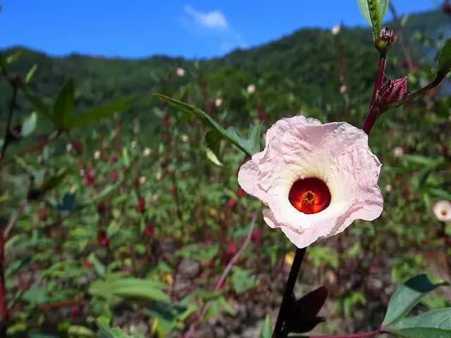 每日养花：洛神花的养殖方法