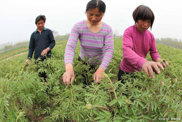 中药材的种植技术