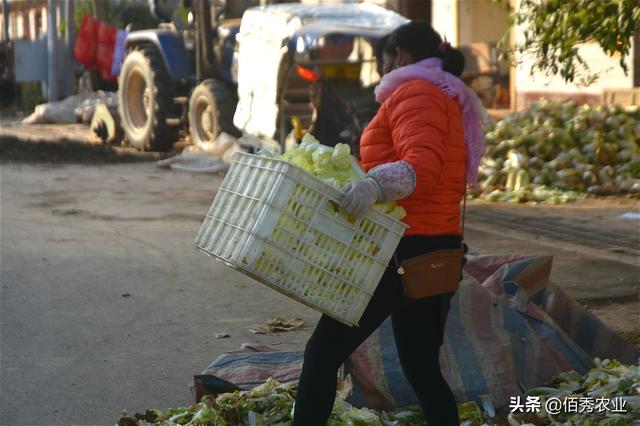 农民种植特色作物，人称娃娃菜，加工起来很浪费，老年人看不惯