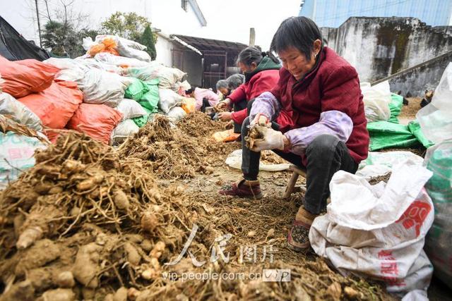 江西新余：中药材种植富农家