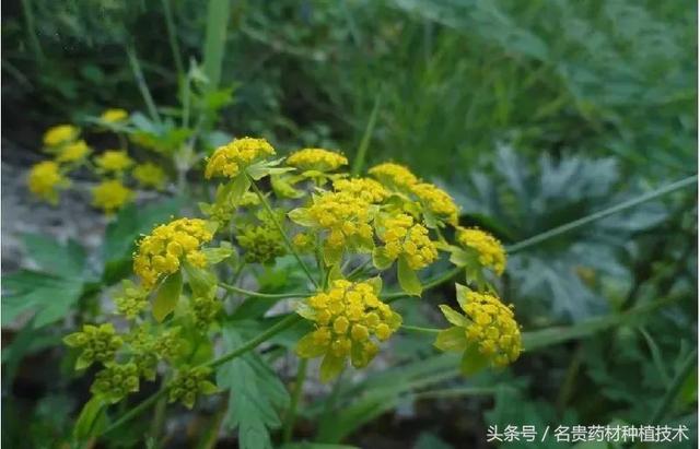 10种中药材价格有上涨趋势，市场前景看好，种植有潜力